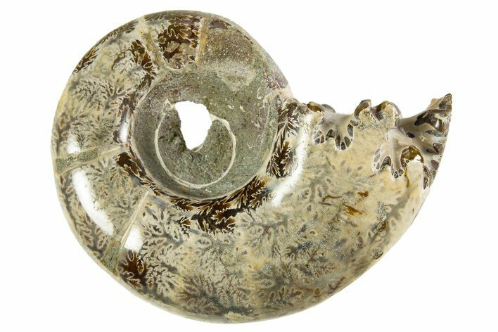 Polished, Chambered Ammonite (Argonauticeras) Fossil - Madagascar #327778